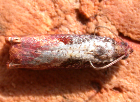 Maple-tip Borer